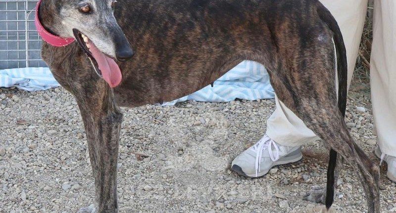 Vera 2 Galgo