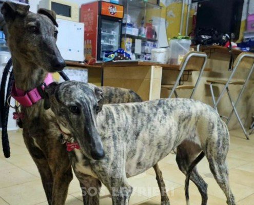 Arya-galgo