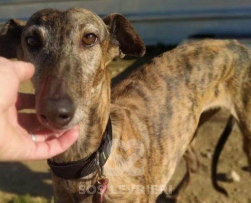Arya-galgo