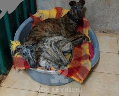 Arya-galgo