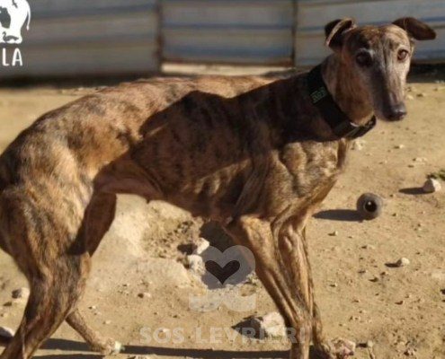 Arya-galgo