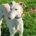 Bercury-galgo
