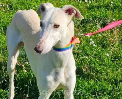 Bercury-galgo