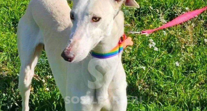Bercury-galgo