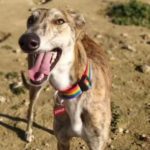 Burro-galgo