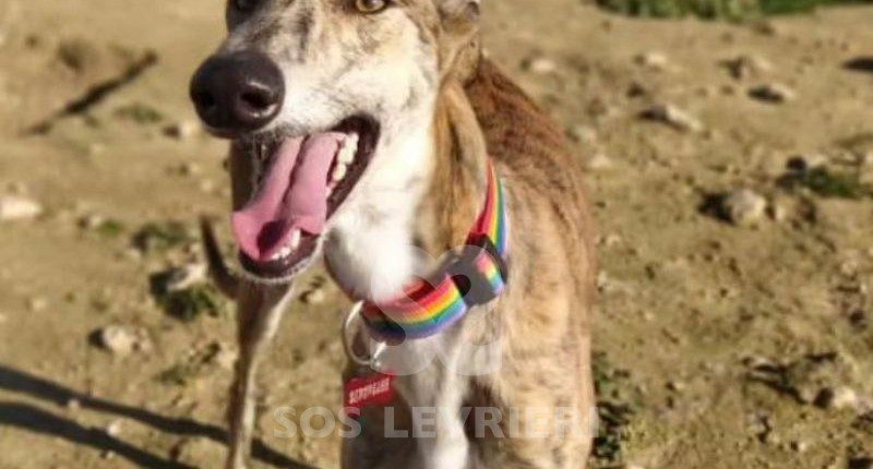 Burro-galgo