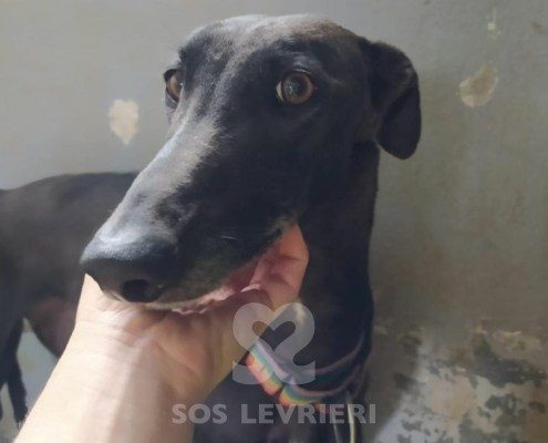 Candela-galgo