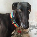 Candela-galgo