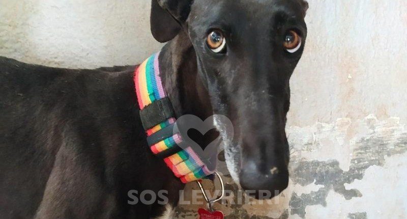 Candela-galgo