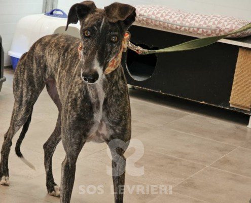 Celia-galgo