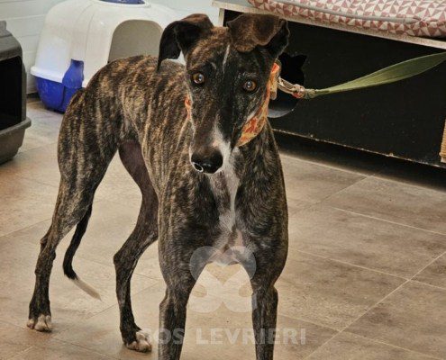 Celia-galgo