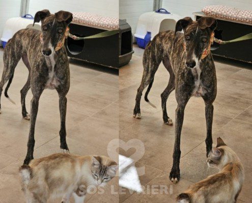 Celia-galgo