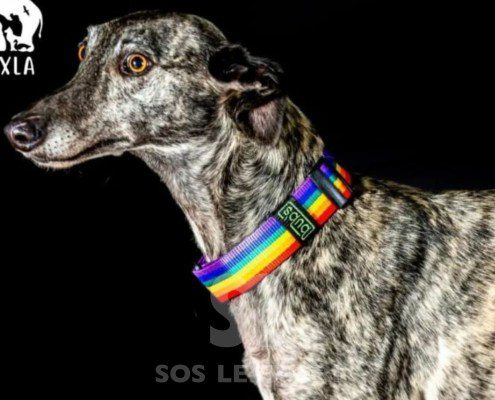 Fausto-galgo