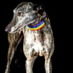 Fausto-galgo