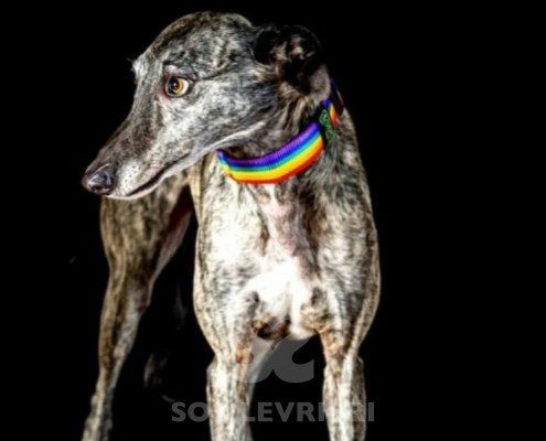 Fausto-galgo