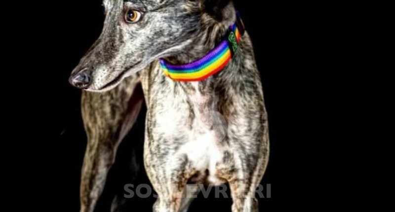 Fausto-galgo