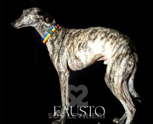 Fausto-galgo