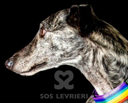 Fausto-galgo