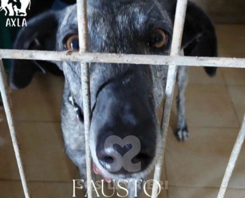 Fausto-galgo