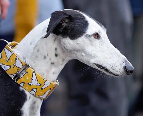 Arrivo Galgo e Greyhound SOS Levrieri sabato 21 Settembre 2024