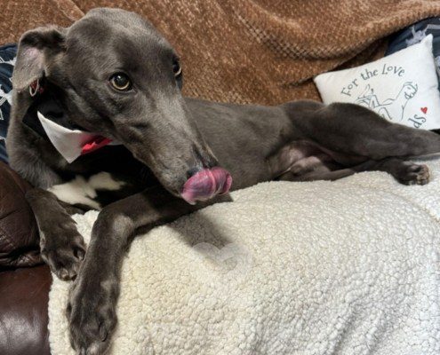 Alain-greyhound