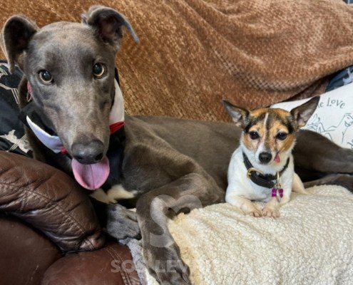 Alain-greyhound