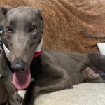 Alain-greyhound