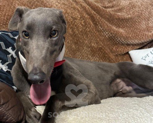 Alain-greyhound