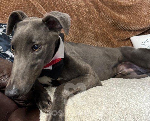 Alain-greyhound