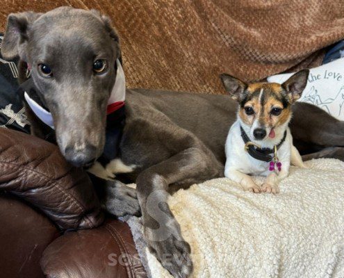 Alain-greyhound