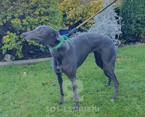 Arielle-greyhound