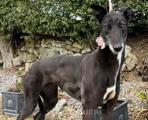 Beatrix-greyhound