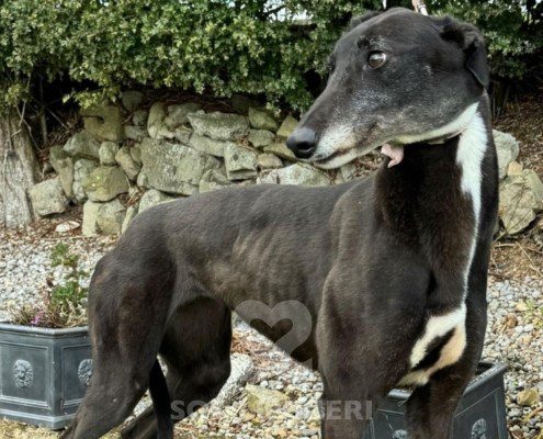Beatrix-greyhound