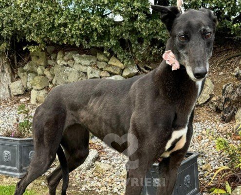 Beatrix-greyhound