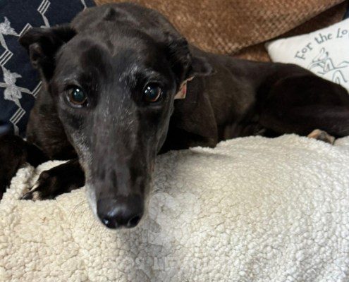 Beatrix-greyhound