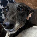 Beatrix-greyhound