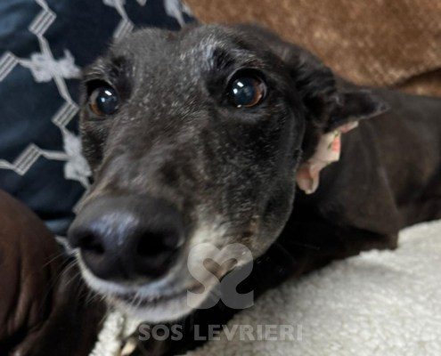 Beatrix-greyhound