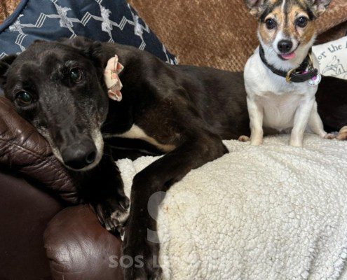Beatrix-greyhound