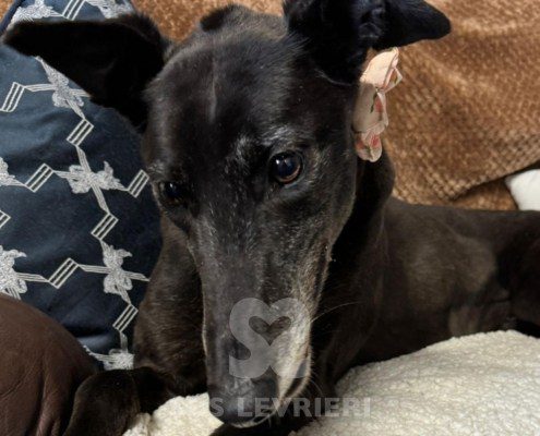 Beatrix-greyhound