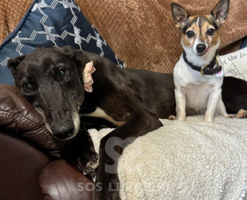 Beatrix-greyhound