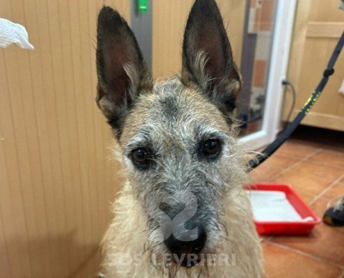 Coco Podenco