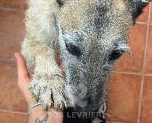 Coco Podenco