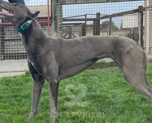 Elettra - greyhound