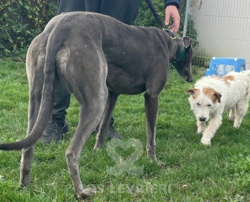Elettra - greyhound