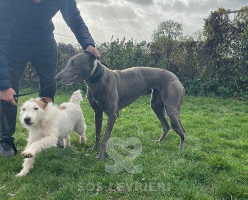 Elettra - greyhound