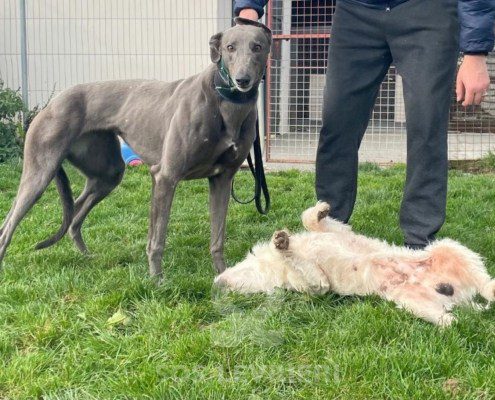 Elettra - greyhound