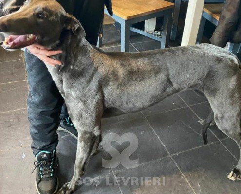 Elettra - greyhound