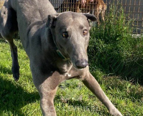 Elettra - greyhound