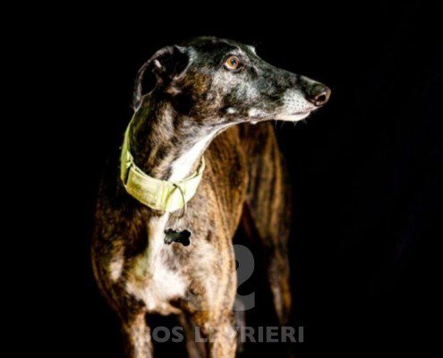 Flequillo-galgo