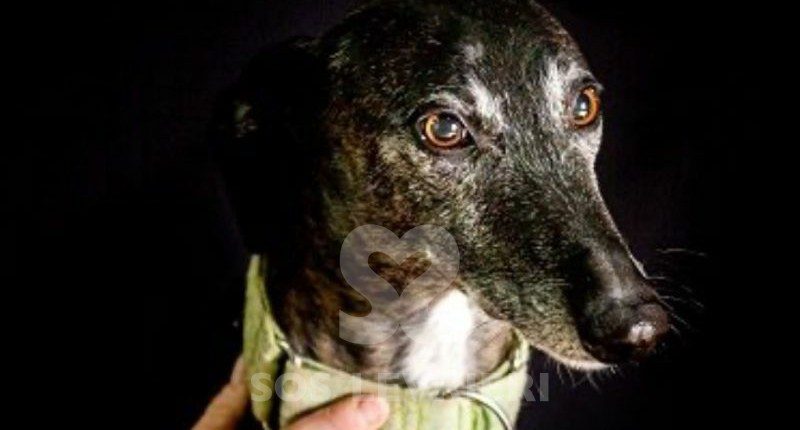 Flequillo-galgo